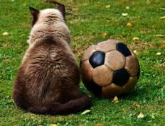 PG电子试玩-利物浦战术多变，力争战胜强敌